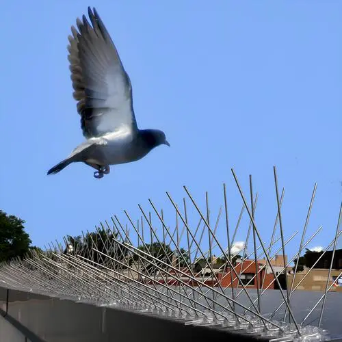 Bird Spikes for Pigeons in Hyderabad and Throughout Telangana