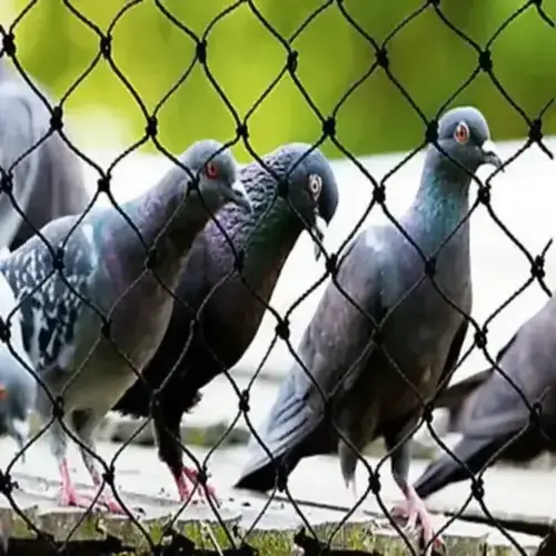 Premium Quality Pigeon Net for Balcony in Narsingi and Kokapet - Sri Myra Safety Solutions