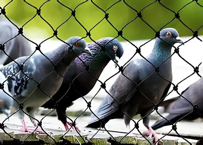 Best Premium Quality Anti Bird Nets in Jubilee Hills and Banjara Hills
